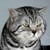 Sparrowthorn :iconsparrowthorn: