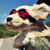 Spindrow :iconspindrow:
