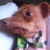 Splotchiez :iconsplotchiez: