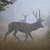 spottyflamingo :iconspottyflamingo: