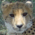 springbok :iconspringbok: