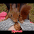 Squirrels2poet2queen :iconsquirrels2poet2queen: