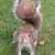 SquirrelWho :iconsquirrelwho: