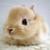 Squishybunnie :iconsquishybunnie:
