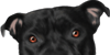 Staffy-Lovers-Unite's avatar