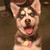 Sternentier :iconsternentier: