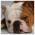 StevetheDawg :iconstevethedawg: