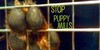 Stop-Puppy-Mills's avatar