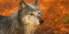Story-wolves's avatar