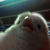StrangerDoggos :iconstrangerdoggos: