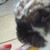 SugarSquirel :iconsugarsquirel: