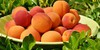 Summer-PeachesSquad's avatar