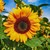 SunflowerLover39 :iconsunflowerlover39: