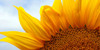 SunflowersLovers's avatar