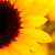 sunshine1386 :iconsunshine1386: