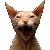 SuperDuperPhooWah :iconsuperduperphoowah: