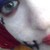 superferretcrazy :iconsuperferretcrazy: