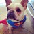 SuperFrenchie313 :iconsuperfrenchie313: