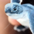 Tagli-Amento :icontagli-amento: