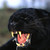 Taipanart :icontaipanart: