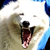 DeviantArt profile picture for @tala on DeviantArt