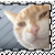 :icontalkcat2plz: