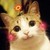 DeviantArt profile picture for @tangdi on DeviantArt