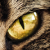 telvas :icontelvas: