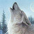 Teowolf82 :iconteowolf82: