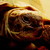 TestudoTorty :icontestudotorty: