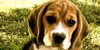 the-beagle-club's avatar