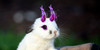 The-Bunny-Cult's avatar