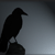 :iconthe-darkraven: