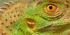 The-Iguana-Den's avatar