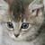 The-Kot :iconthe-kot: