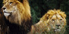 :iconthe-lions-roar: