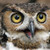 :iconthe-other-owl: