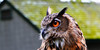 :iconthe-owl-hollow: