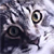 :iconthe-tabby-cat: