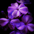 The-Ventriloquist :iconthe-ventriloquist: