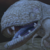 The-White-Guar :iconthe-white-guar: