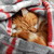 TheBigFrizz :iconthebigfrizz: