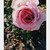 theblossomred :icontheblossomred: