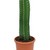 :iconthecactusking3: