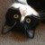 TheEvilBudgie :icontheevilbudgie: