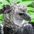 TheHarpyEagle :icontheharpyeagle: