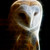 Thejeweledowl :iconthejeweledowl: