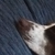 TheLadyofImladris :icontheladyofimladris: