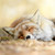 TheMagicstar90 :iconthemagicstar90: