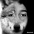 TheTwerpyWolf :iconthetwerpywolf: